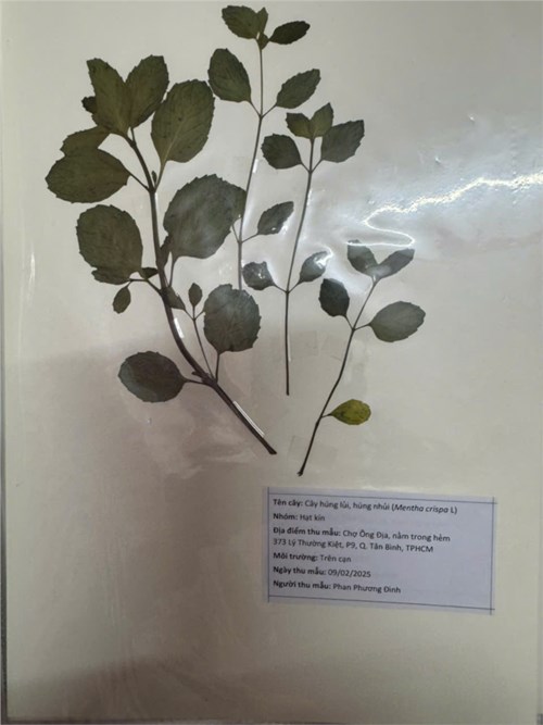 [KHTN 6] Báo cáo mẫu ép thực vật